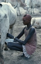 SUDAN, Agriculture, Young Dinka woman with face and head coloured with red powder milking cow in
