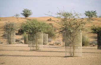 UAE, Dubai, Reaforestation on an extinct lake bed at the Al Maha Desert Resort