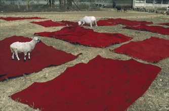GHANA, Kumasi, "Sheep with Ashanti funeral cloth laid out to dry after dyeing red, the traditional