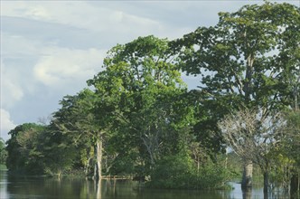 BRAZIL, Para, Amazon floodplain forest