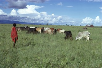 TANZANIA, Farming, Masai boy with cattle herd