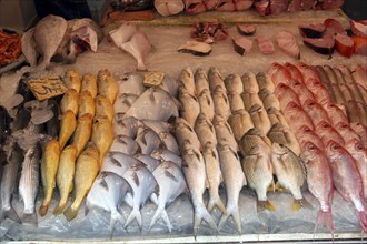 HONG KONG, General, Display of various fish on ice at the market