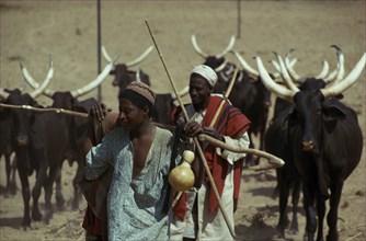 NIGERIA, Sahel, Farming, Fulani herdsmen and longhorn cattle.