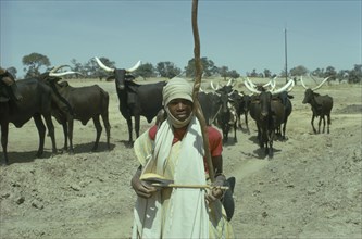NIGERIA, Sahel, Young Fulani herdsman and longhorn cattle.