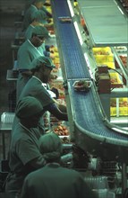 SOUTH AFRICA, Western Cape, Stellenbosch, Female production line workers grading and packing