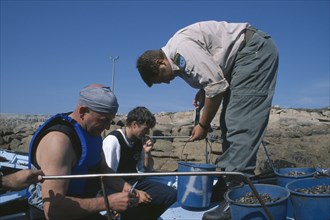 SPAIN, Galicia, Costa da Morte, Inspector weighing catch of goose barnacle fisherman.  Fishing was
