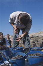 SPAIN, Galicia, Costa da Morte, Inspector weighing catch of goose barnacle fisherman.  Fishing was