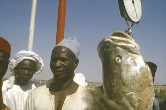 NIGERIA, Argungu, Fishing Festival.  Man weighing huge giwan ruwa fish caught during climax of