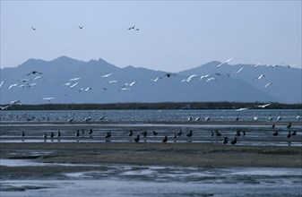 SOUTH KOREA, Nakdong Delta, One of the largest wintering grounds for migratory birds in Asia.