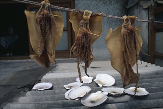 SOUTH KOREA, Kangwon, Sokcho, Squid hung out to dry in the sun in east coast fishing port.