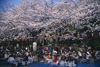 JAPAN, Honshu, Tokyo, Hanami Cherry Blossom viewing parties in Ueno Park