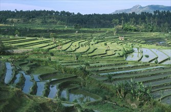 INDONESIA, Bali, Tirtagganga, Rice terraces