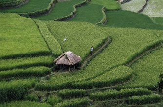 INDONESIA, Bali, Ubud, Rice terraces