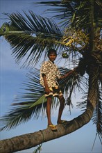 SRI LANKA, Tangalla, Medilla Beach, Boy standing on a branch in a coconut tree