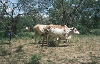 KENYA, Farming, Pokot boy with cattle herd.