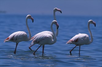 NAMIBIA, Walvis Bay, Flock of Greater Flamingoes wading in the shallow salt pans with the lagoon