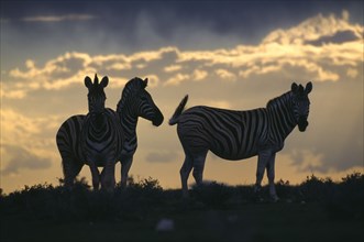 NAMIBIA, Etosha National Park, Plains Zebra silhouetted against a dusky sky