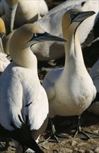 SOUTH AFRICA, Western Cape, Lamberts Bay, Pair of Cape Gannets among colony