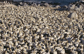 SOUTH AFRICA, Western Cape, Lamberts Bay, Large colony of Cape Gannets crowded on the beach