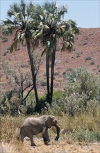 NAMIBIA, Damaraland, Lone desert Elephant walking past Palmwag Spring palm trees