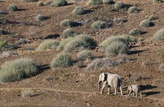 NAMIBIA, Damaraland, Mother and calf desert Elephants walking through arid desert landscape