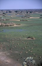 BOTSWANA, Okovango Delta, Aerial view over herd of Red Lechwe antelopes on the floodplains