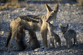 NAMIBIA, Etosha National Park, Black backed Jackal mother and suckling cubs in evening light