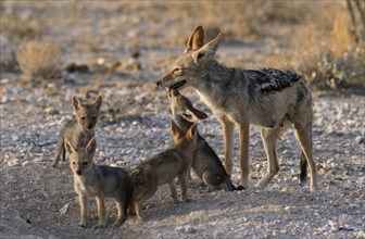 NAMIBIA, Etosha National Park, Black backed Jackal mother with pups outside den in the evening