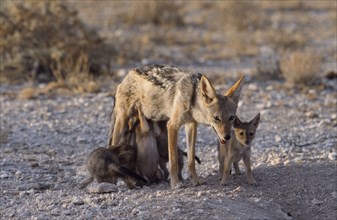 NAMIBIA, Etosha National Park, Black backed Jackal mother with suckling pups in the evening light