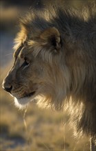 NAMIBIA, Etosha National Park, Profile shot of a Male Lion in the early morning light