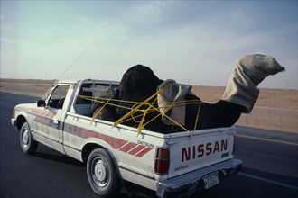 SAUDI ARABIA, Transport, Car traveling down road transporting a camel in the back.