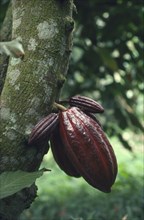ECUADOR, Farming, Ripe cocoa pod ready to be picked.