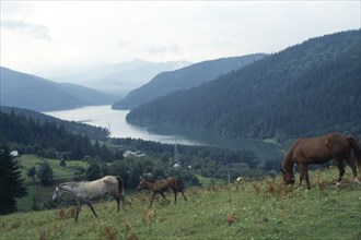 ROMANIA, Carpathian Mountains, Horses grazing on hillside in the foreground with Lake Bicaz beyond.
