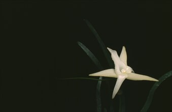 PLANT, Flower, Orchid, Angraecum Sesquipedale.  Orchid mentioned by Charles Darwin.  Has a nectary