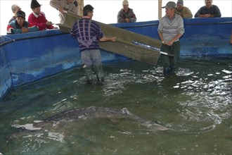 ROMANIA, Tulcea, Isaccea, Employees catching small female sturgeon ready to be released in the