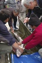 ROMANIA, Tulcea, Isaccea, Male sturgeon being tagged for tracking purposes at the Casa Caviar