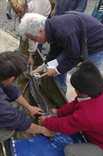 ROMANIA, Tulcea, Isaccea, Female sturgeon being tagged for scientific tracking purposes at the Casa