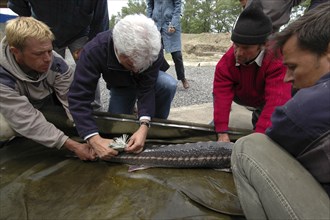 ROMANIA, Tulcea, Isaccea, Female sturgeon being tagged for scientific tracking purposes at the Casa