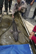 ROMANIA, Tulcea, Isaccea, Female sturgeon checked at the Casa Caviar sturgeon hatchery before being