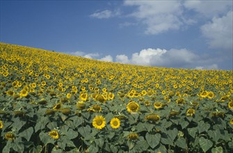 FRANCE, Provence Cote d’Azur, Field of sunflowers.