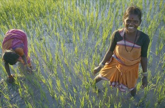 INDIA, Andhra Pradesh, Hyderabad, Women transplanting rice in paddy field.