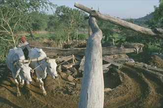 INDIA, Agriculture, Farmer driving pair of oxen to raise water at village well.