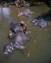 SRI LANKA, Anuradhapura, Men with bathing Elephants in the river
