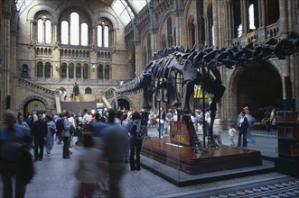 20059173 ENGLAND  London Kensington. Natural History Museum. Interior view of main hall with visitors walking around Dinosaur exhibit.