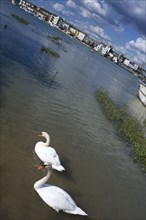 20059196 ENGLAND West Sussex Shoreham by Sea A pair of white swans swimming on the river Adur with town buildings in the distance.
