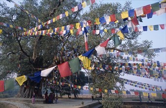 NEPAL, Lumbini, "Pilgrims, prayer flags and peepol tree in sacred garden beside pond where the