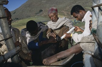 ETHIOPIA, North, Wollo, Vet attending cattle.