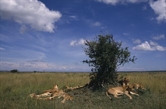 KENYA, Masai Mara, Animals, Lion pride of females and young.