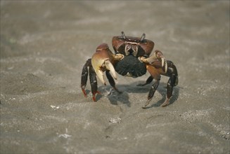 CRUSTACEA, Crab, Large brown crab on beach.