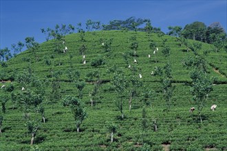 SRI LANKA, Nuwara Eliya, Tamil women picking tea on plantation hillside.